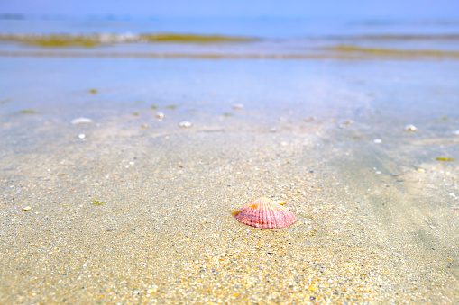 Scallop shell or coquille saint jacques shell on tidal sand flats off the coast of Brittany, France during a beautiful summer day.
