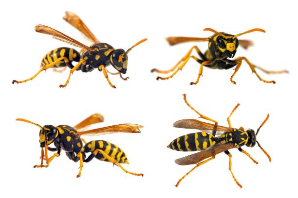 European wasp German wasp or German yellowjacket Set of  four European wasp German wasp or German yellowjacket isolateed on white background in latin Vespula germanica wasp photos stock pictures, royalty-free photos & images