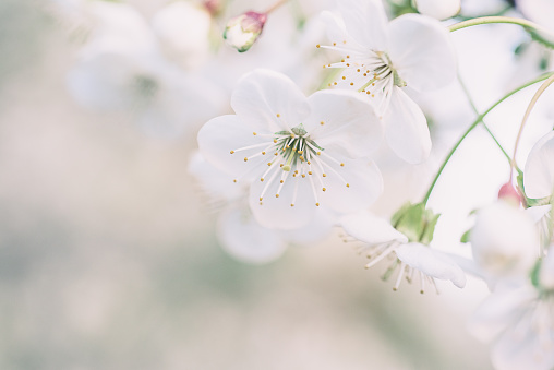 Blossoming of cherry flowers in spring time, natural seasonal floral background. Macro image