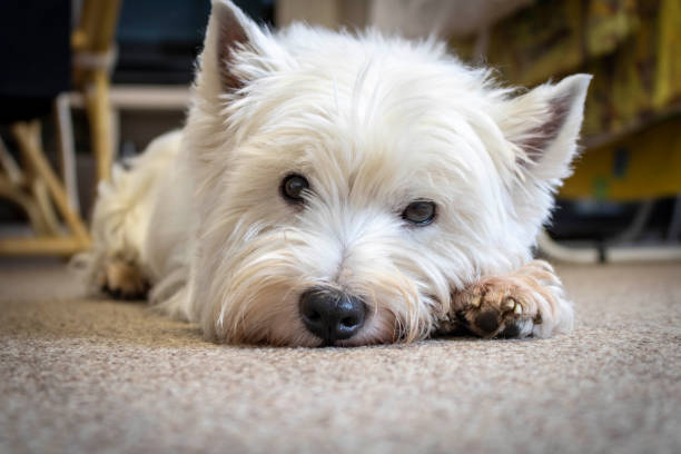 istock West highland white Terrier lying on the carpet. Close up. 1285936615