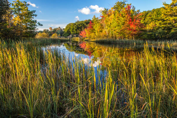 réflexions de lac humide d’automne dans ludington michigan - zone humide photos et images de collection