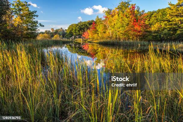 Autumn Wetland Lake Reflections In Ludington Michigan Stock Photo - Download Image Now