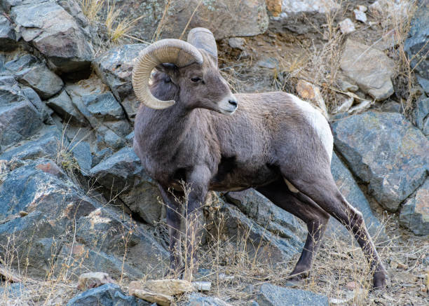 istock Colorado Rocky Mountain Bighorn Sheep 1285938085