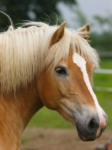 istock Pretty Horse Head Shot 1285938192