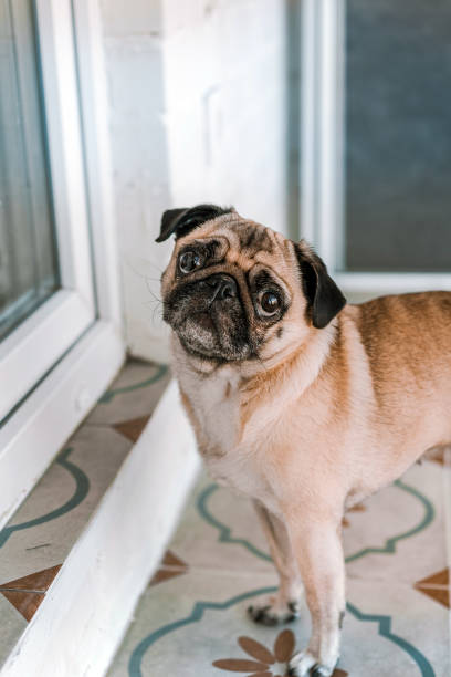 istock Dog pug is a ceramic tile house in the interior in light colors 1285940601
