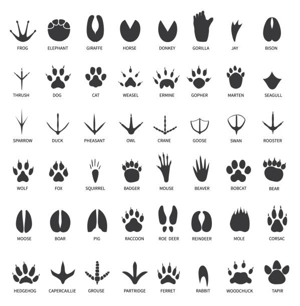 ilustrações de stock, clip art, desenhos animados e ícones de animals footprints. animal paws prints. elephant and gorilla, bison and wolf. cat, dog and deer, bear black foot tracks vector set - bird footprint