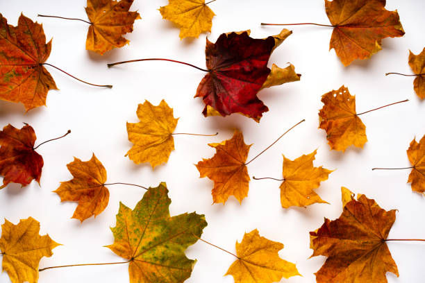 istock Colorful autumn maple leaves on a white background. Autumn concept. 1285941234