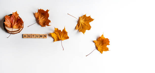 istock Colorful autumn maple leaves on a white background. Autumn concept. 1285941260
