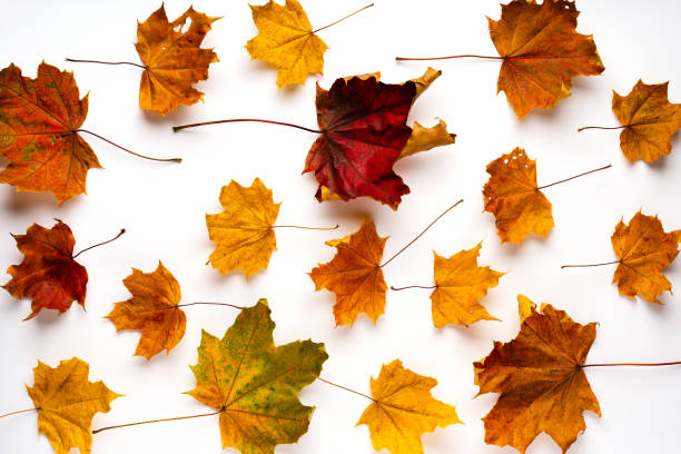 istock Colorful autumn maple leaves on a white background. Autumn concept. 1285941293