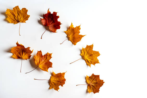 istock Colorful autumn maple leaves on a white background. Autumn concept. 1285941942