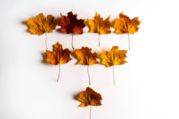 istock Colorful autumn maple leaves on a white background. Autumn concept. 1285942106