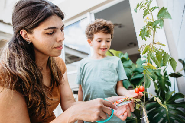 istock mother and son picking tomatoes in home garden 1285942510
