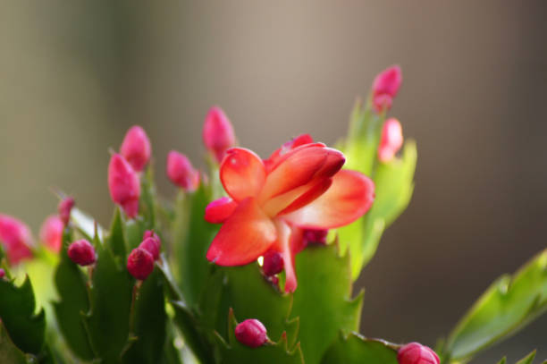 istock Christmas cactus Schlumbergera on the window sill 1285943992