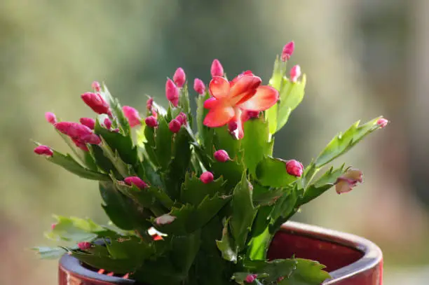 Christmas cactus Schlumbergera on the window sill