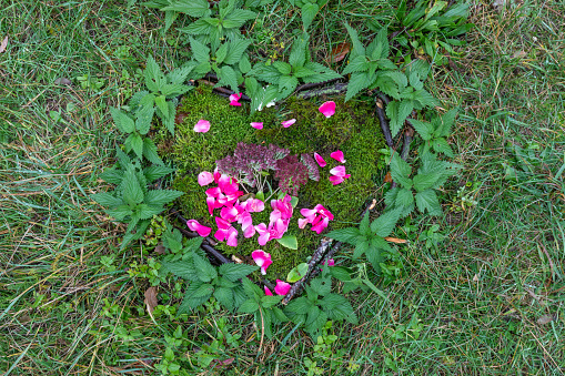 Stinging nettles on a meadow with flower blossoms heart shaped.