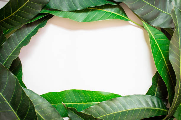 istock Top view of the mango leaf isolate on white background. There is space in the middle to put text. 1285945940