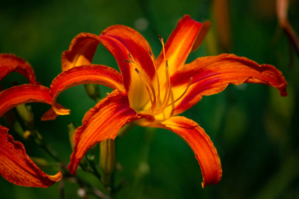 istock Close up on orange tiger lilies. 1285947231