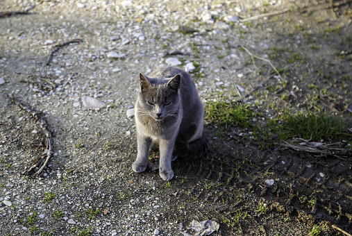 Wild gray cat in street, domestic animals in the wild, pets