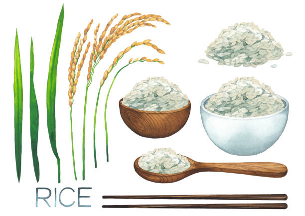 Watercolor rice collection isolated on white backround Watercolor set of cereals, leaves, handful, wooden sticks, spoon and bowls of rice. Hand painted collection isolated on the white background rice cereal plant stock illustrations