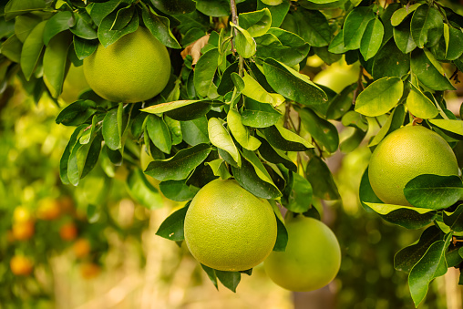 Close-up of navel oranges ripening on tree.\n\nTaken In Gustine, California, USA.
