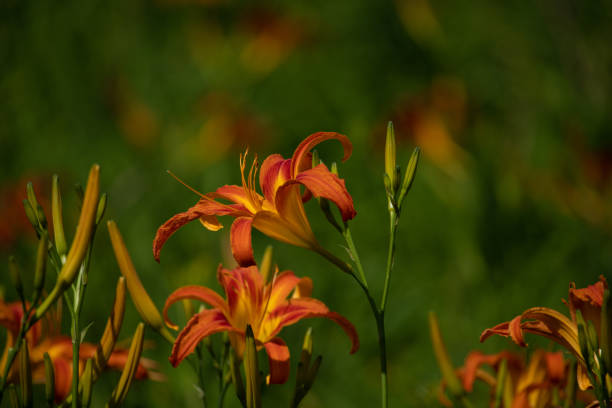 istock Two orange tiger lilies flowers. 1285947733