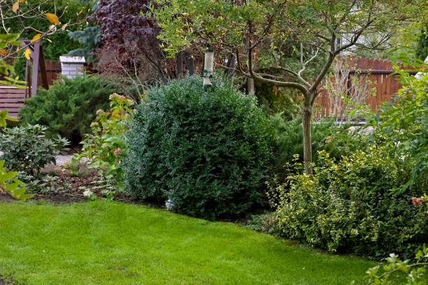 istock lawn, shrubs and willow in the garden 1285949142