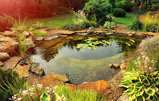 Koi in water lily pond