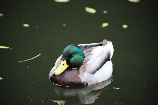 istock duck swims on the lake 1285953304