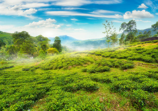 istock Tea fields of Nuwara Eliya 1285956420