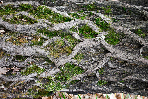 Patterns on the bark of a tree with moss