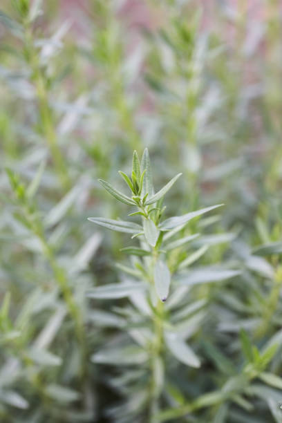 istock Rosemary herb bush in the garden. Close up. 1285958207