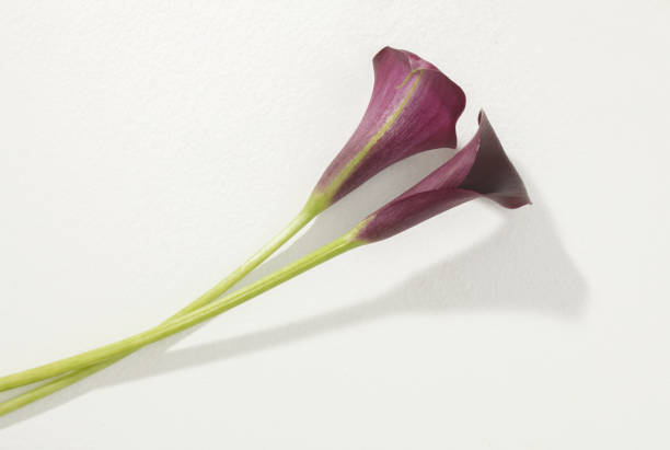 istock beautiful calla lily, flower arrangement studio shot 1285960232