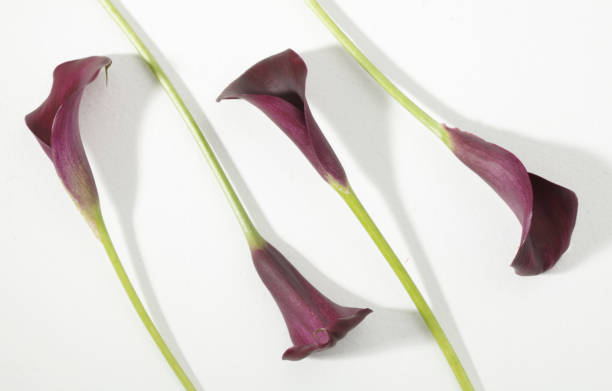 istock beautiful calla lily, flower arrangement studio shot 1285960288