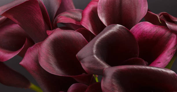 istock beautiful calla lily, flower arrangement studio shot 1285960290