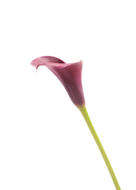 istock beautiful calla lily, flower arrangement studio shot 1285960298