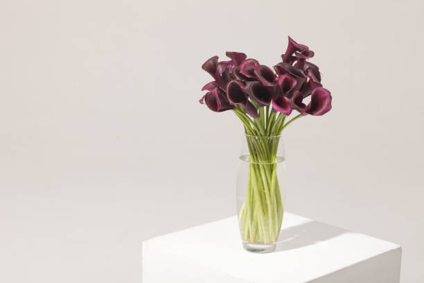 istock beautiful calla lily, flower arrangement studio shot 1285960306