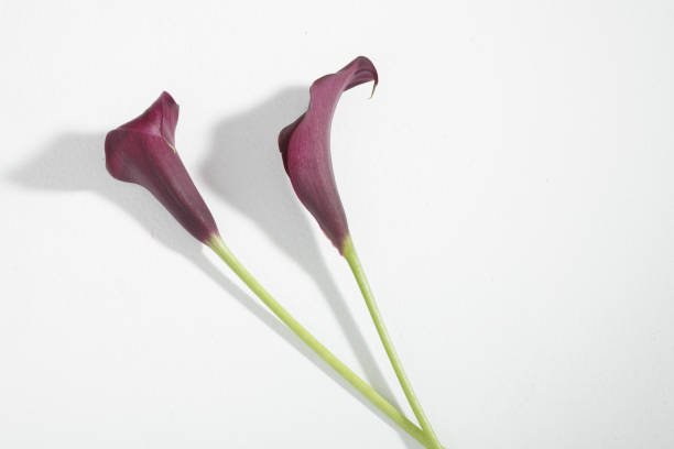 istock beautiful calla lily, flower arrangement studio shot 1285960309