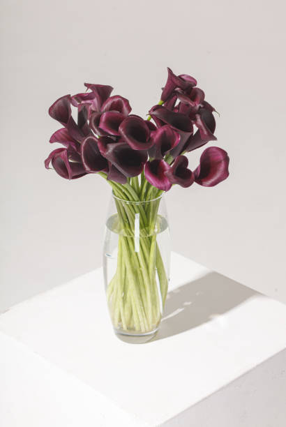 istock beautiful calla lily, flower arrangement studio shot 1285960317
