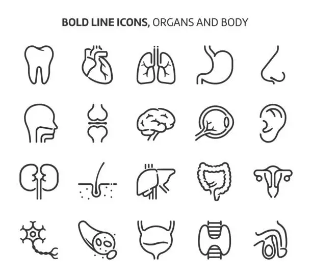 Vector illustration of Organs, bold line icons.