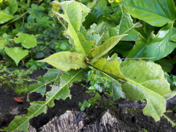 istock the leaves are eaten by caterpillars 1285961934