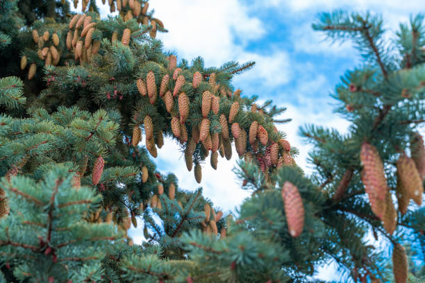 istock blue spruce with cones tops of the sky 1285961968
