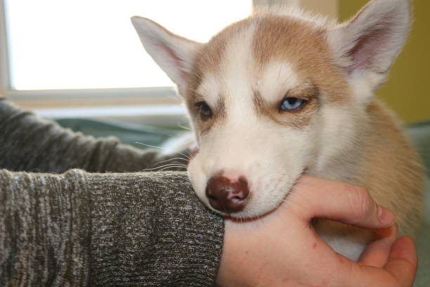 istock studio shots of an 8 week old siberian husky puppy 1285962449
