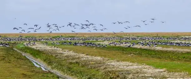 Birds on North Sea Coast