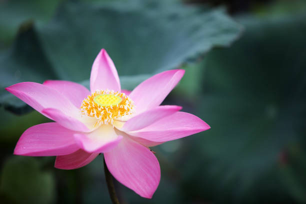 istock pink lotus flowers 1285962630