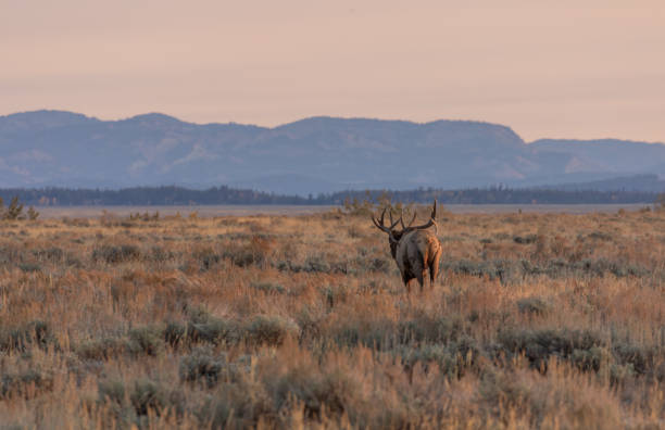 istock Bull Elk at Sunrise in Wyoming 1285963287