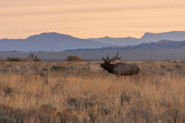 istock Bull Elk at Sunrise in Wyoming 1285963487