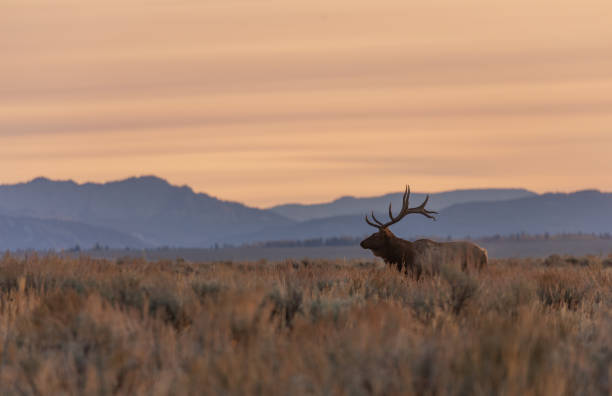 istock Bull Elk at Sunrise in Wyoming 1285963591