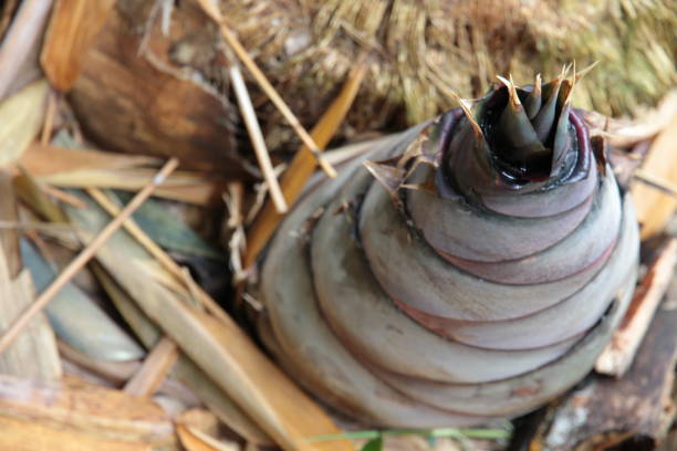 jeune pousse de bambou germination hors de la terre - bamboo leaf bamboo shoot feng shui photos et images de collection