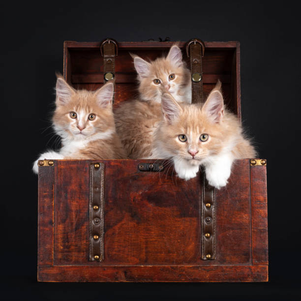istock Maine Coon cat kittens on black 1285965540