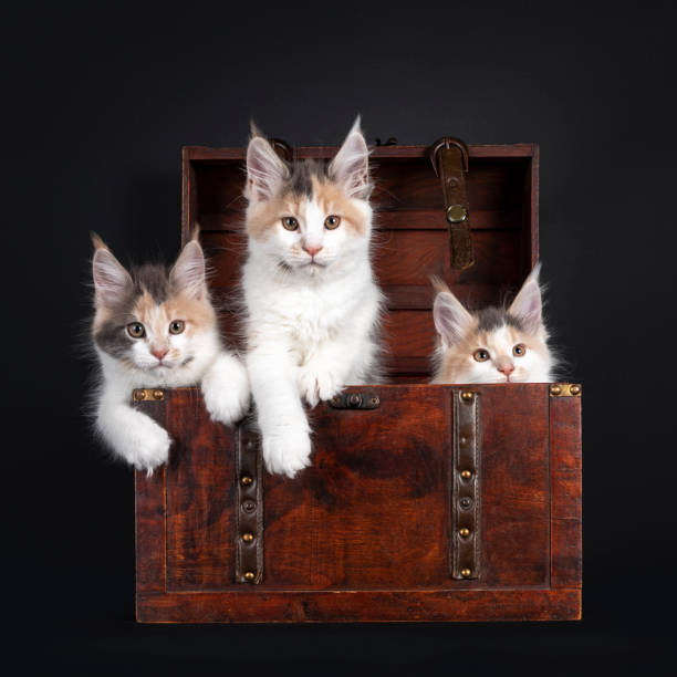 istock Maine Coon cat kittens on black 1285965684